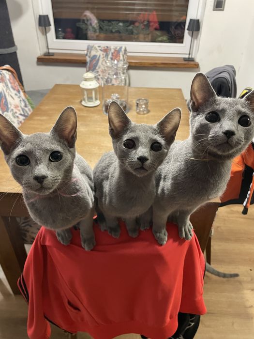 Koty, kocieta, koteczki Rosyjskie Niebieskie