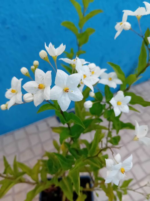 Trepadeira Solanum Jasminoides erva moura