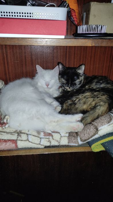 Бесплатно.Отдам в добрые руки кошку или кота