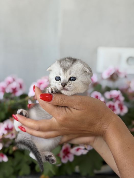 Шотландські кошенята