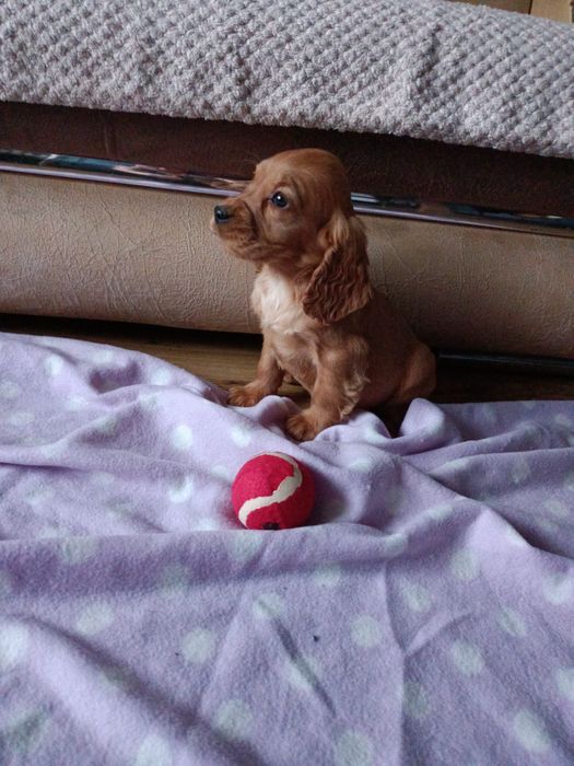 Cocker Spaniel Angielski Sunia