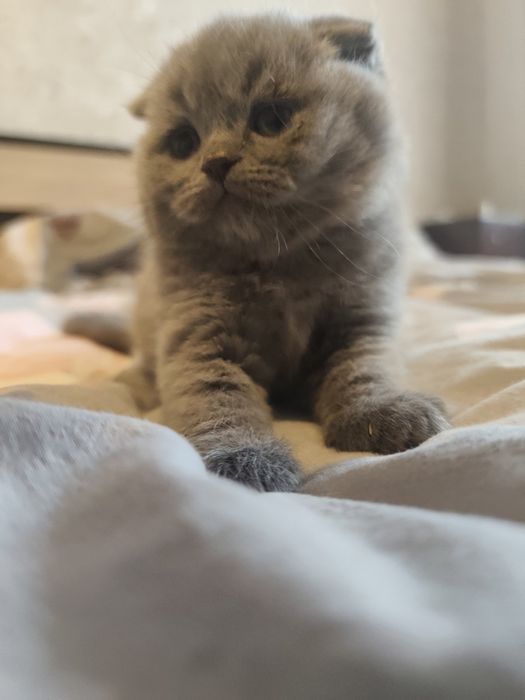 Котята, шотландские веслоухие