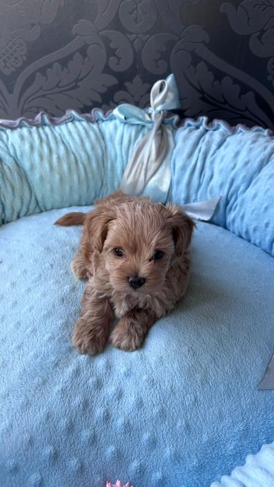 Maltipoo F1 Szczeniaczek Suczka