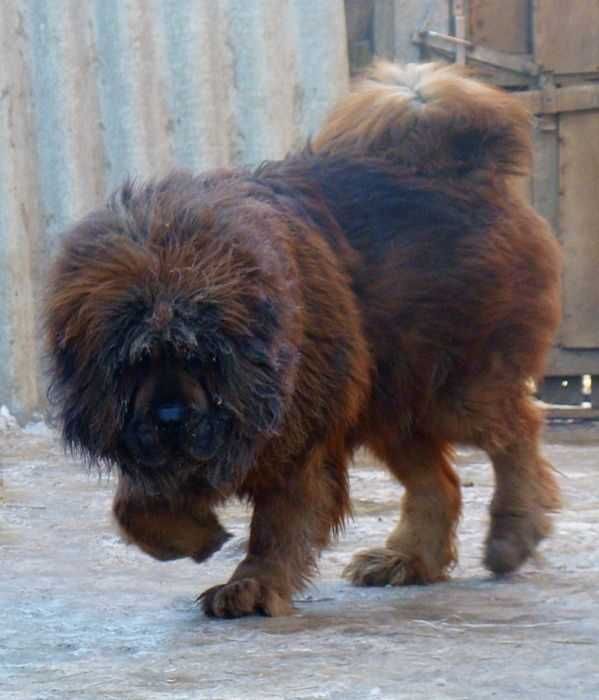 Тибетский мастиф щенки с чемпионкой родословной КСУ/FCI