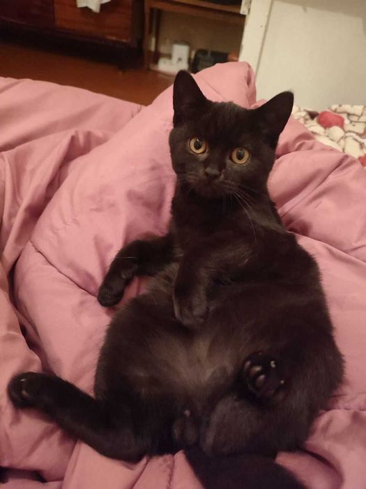 Кошеня, хлопчик.