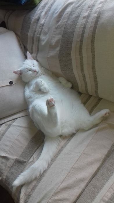 Zaginęła kocica biała głucha Lublin 13.06.2019