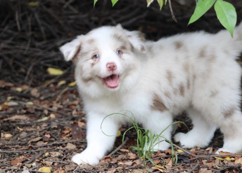 Border collie choco merle