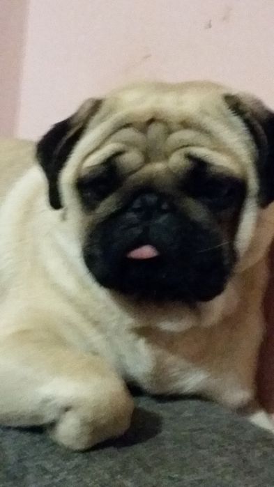 Чудові  мопсятка