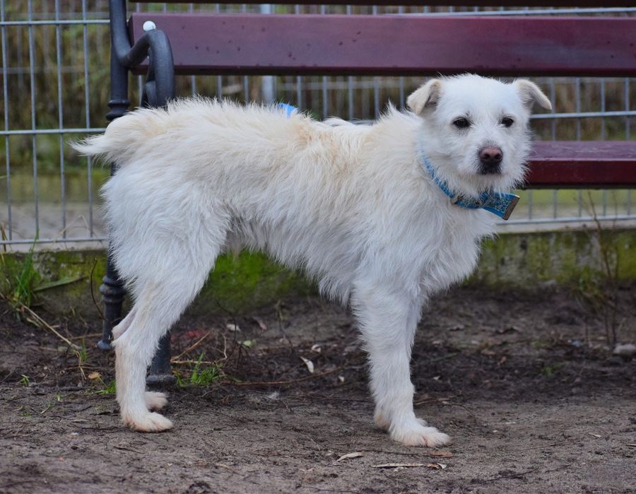 Śnieżnobiały Bentley szuka domu!