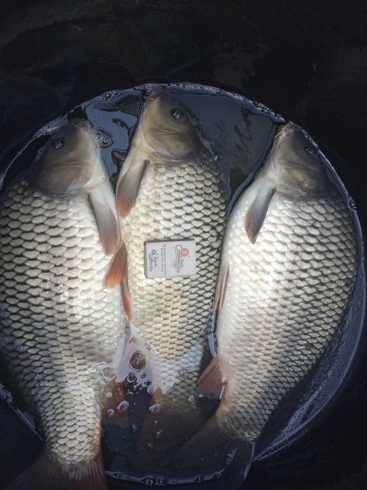 Lin zielony10cm do25cm od 8złszt inne karp amur sandacz tołpyga