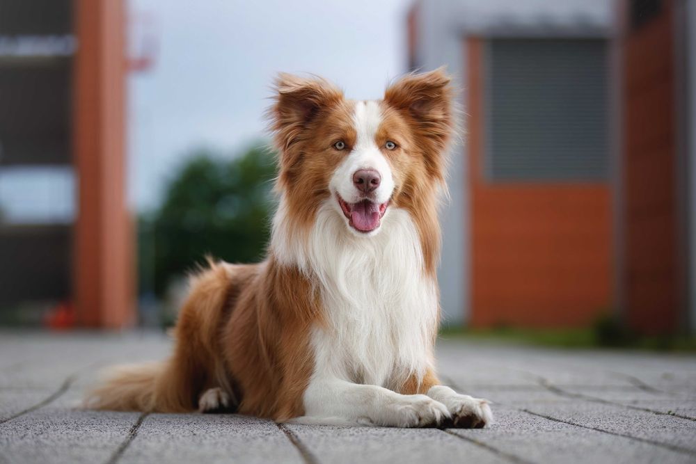 Reproduktor Border Collie FCI