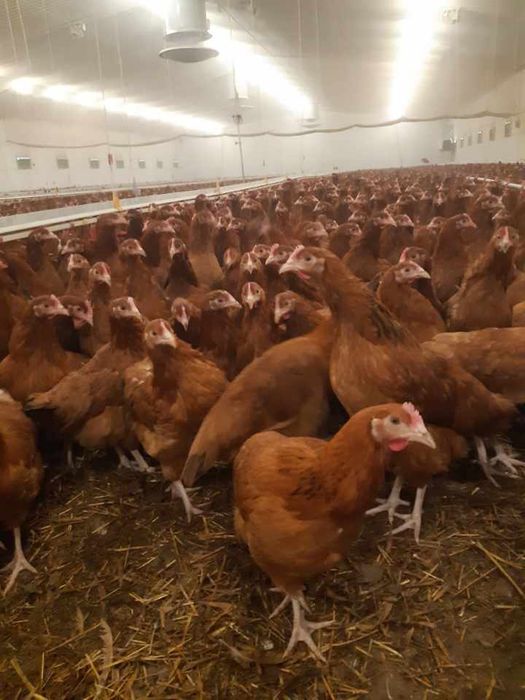 Kury Nioski Rosa, Leghorn 24 tygodni z Wysyłką!