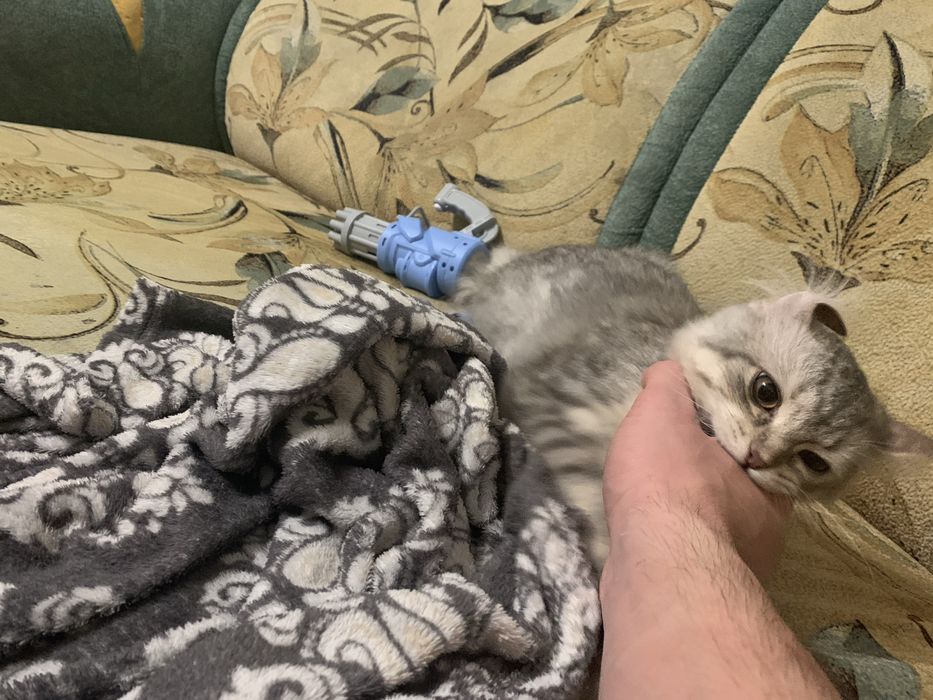 Отдам сибирскую молодую кошечку !