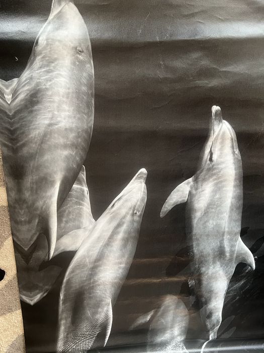 Delfiny czarno biale plakat 100x140 ikea