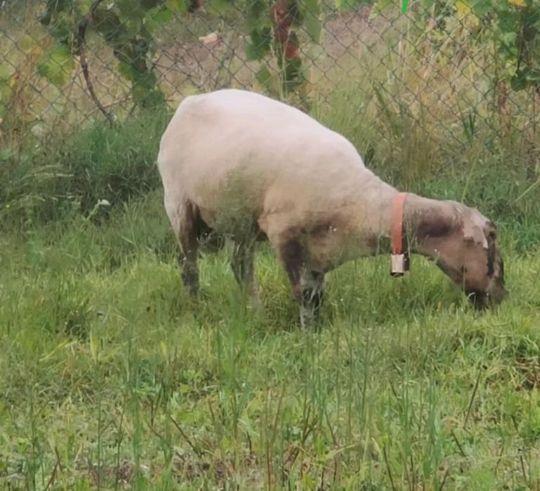 Carneiro a Cobrir Muito Bem MANSO