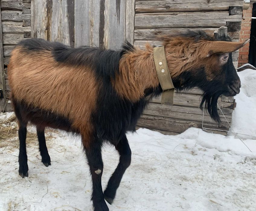 Козел Альпіець в'язка