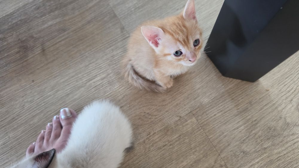 Gatinhos para dar