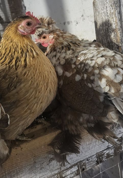 Инкубационное яйцо карликового кохинхина, бентамки, шовкова, мильфлер