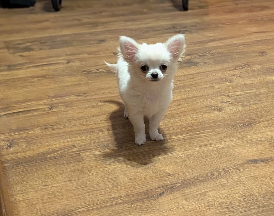 Chihuahua Sunia FCI
