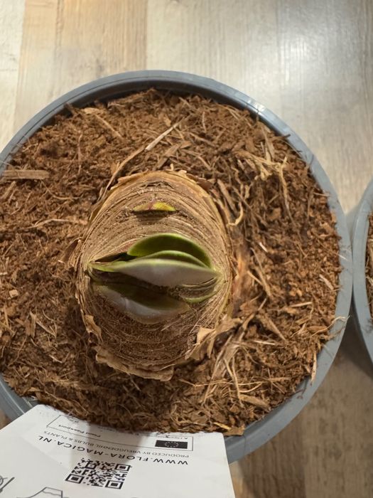 Гиппеаструм Red Peacock Амариллис Ред Пікок