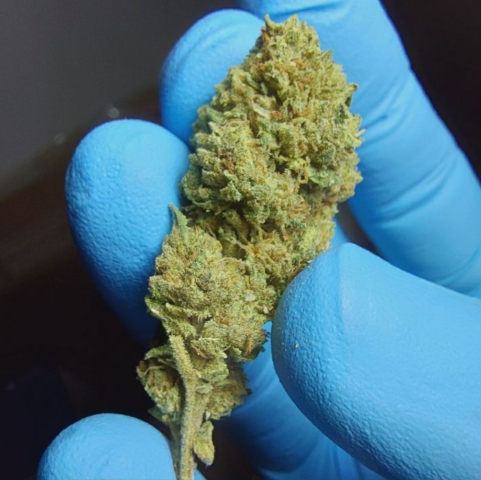 1kg Biomasa CBD Bubblegum susz techniczny