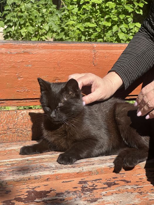 Котик. Кіт. Хлопчик шукає сімю хлопчик