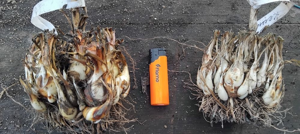 Тубероза. Набір 3 сорти