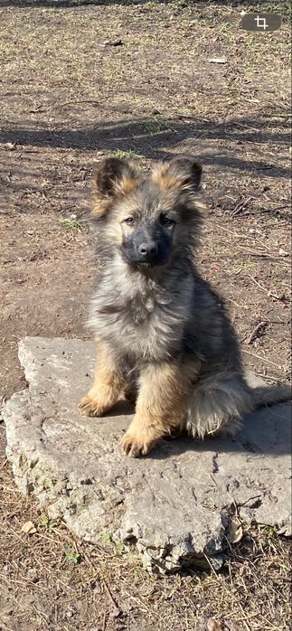 Щенки немецкой овчарки