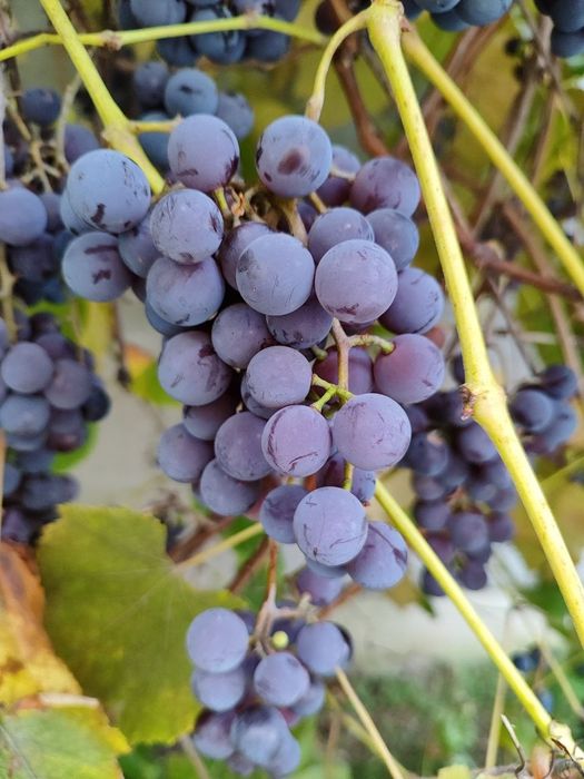 Виноград, Саджанці, Ізабелла, Лідія, Мускат, Одеський чорний, Синій