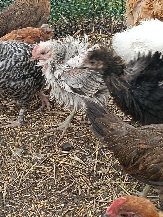 Sprzedam  kurczaki lokowane