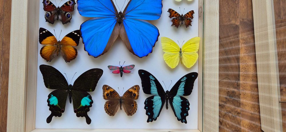 Gablotka motyle Morpho godarti Papilio Junonia i inne na ścianę