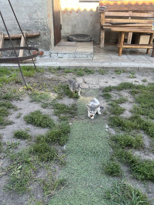 Кошенята / котики