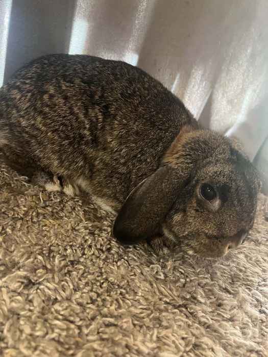 Króliczek Mini Lop