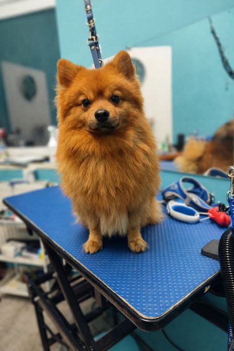 Groomer | Psi fryzjer | Strzyżenie | Pielęgnacja