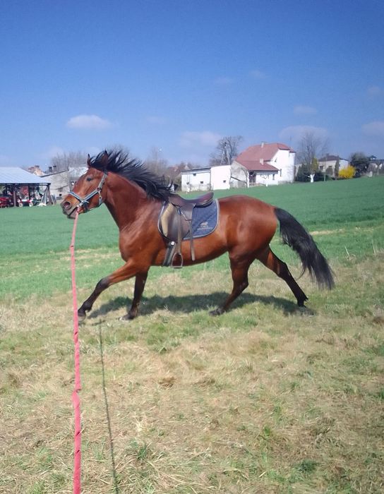 Wałach  małopolski  2.5roku