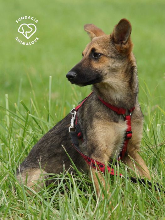 Piękna, mała i delikatna sunia szczeniak