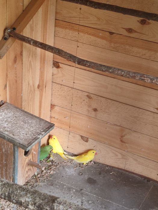 Pary legowe papug średnich