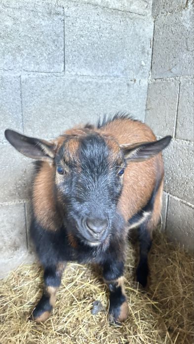Vendo cabrito de 1 ano e 2 meses