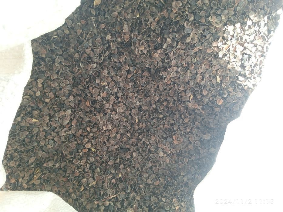 Gryka - tatarka do siewu