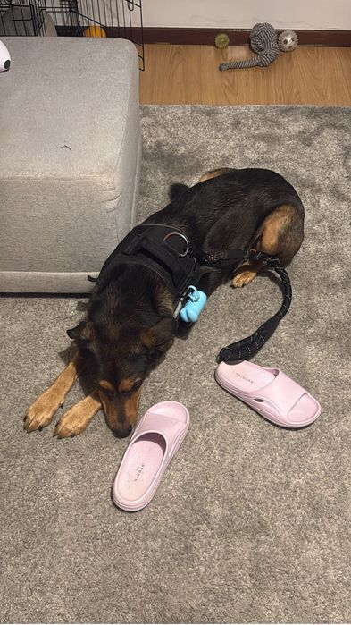 Cão (para adoçao)