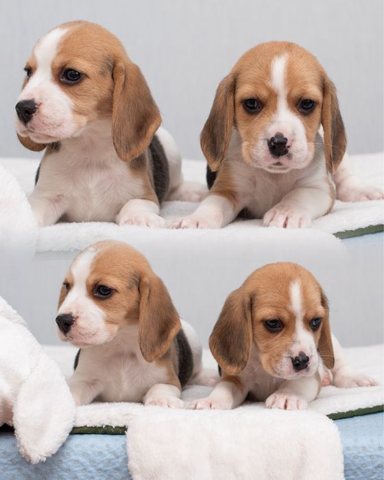 Бігль, цуценята хлопчики та дівчата, відкрито бронювання