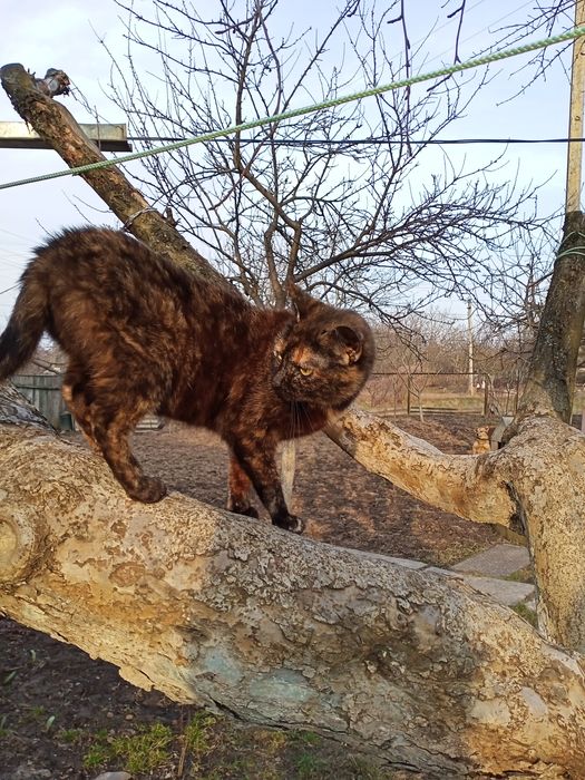 Віддам кішечку безкоштовно