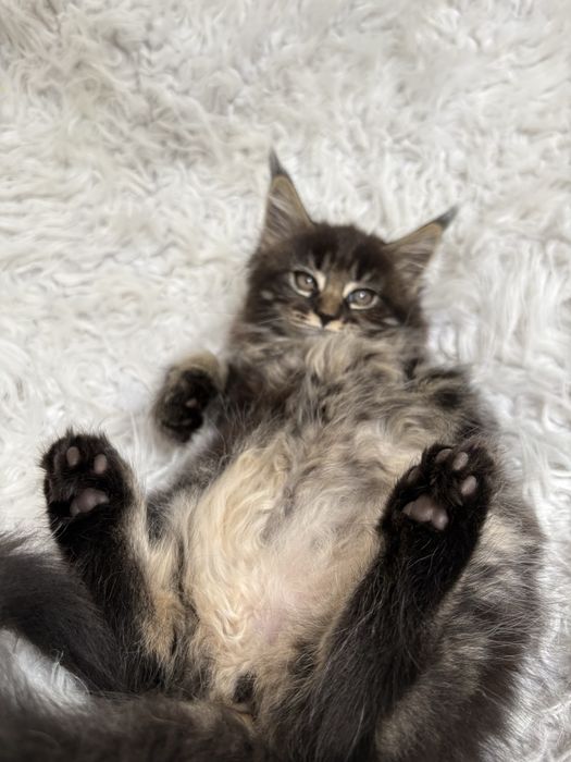 MAINE COON - kotka