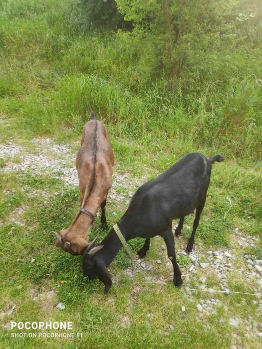 Англо- нубійські кози та козли