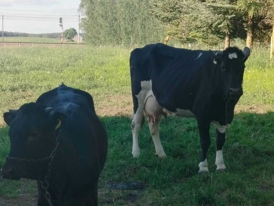 Krowy mleczne i jałówka