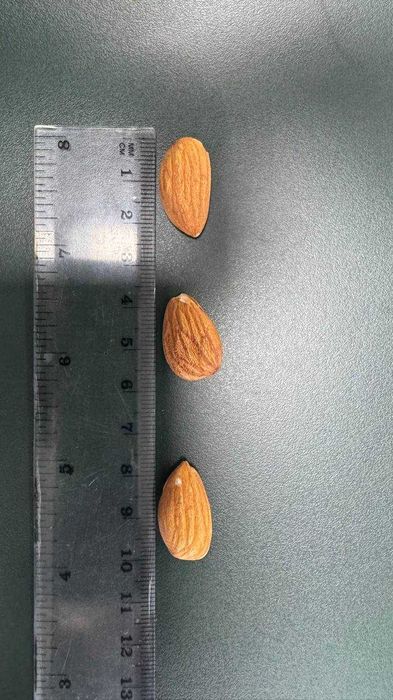 Миндаль Нонпарель золотой сырой. ОПТ Мешки 25 кг/биг-бэг 800–1000 кг.