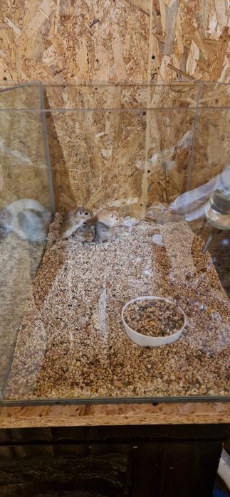 Maternidade aquário para roedores