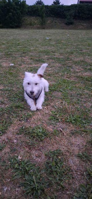 Jack Russel Terrier