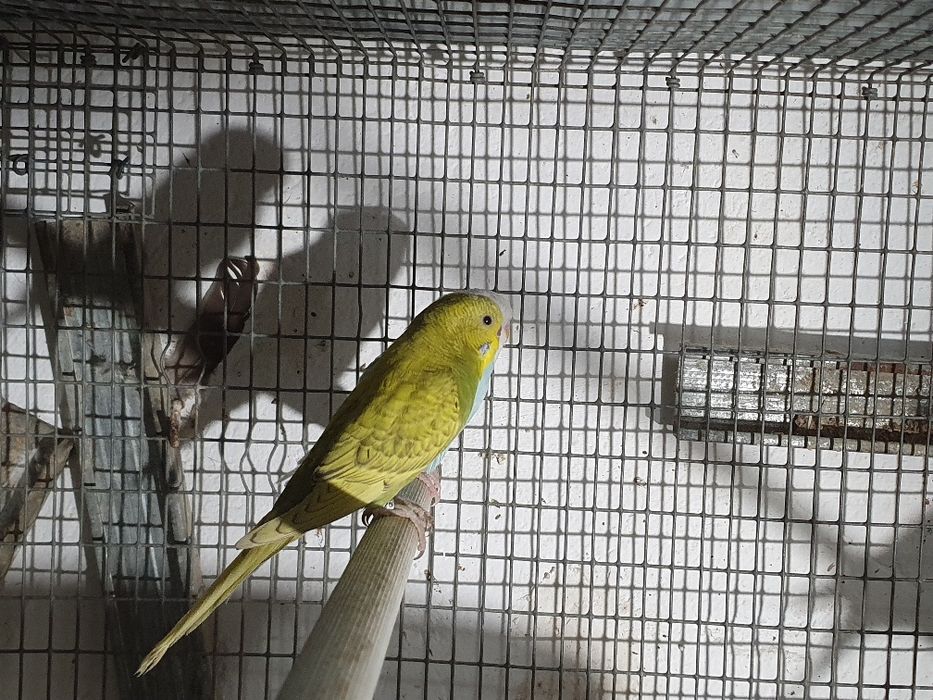 Periquitos casal 12,50€ venda seprardo ver