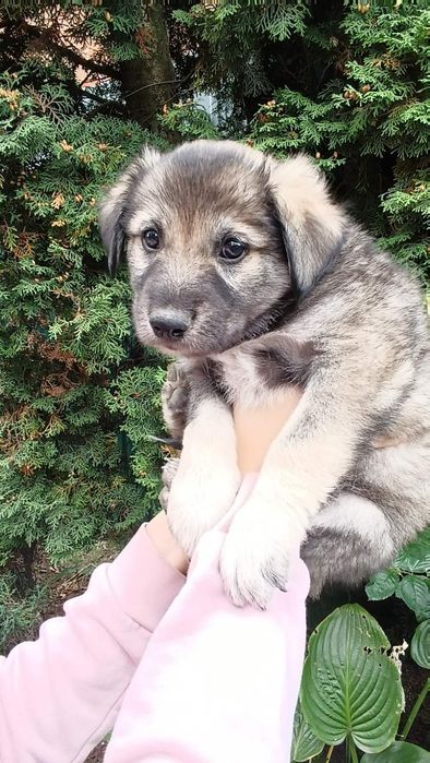 Відаємо цуциків 2 місяці